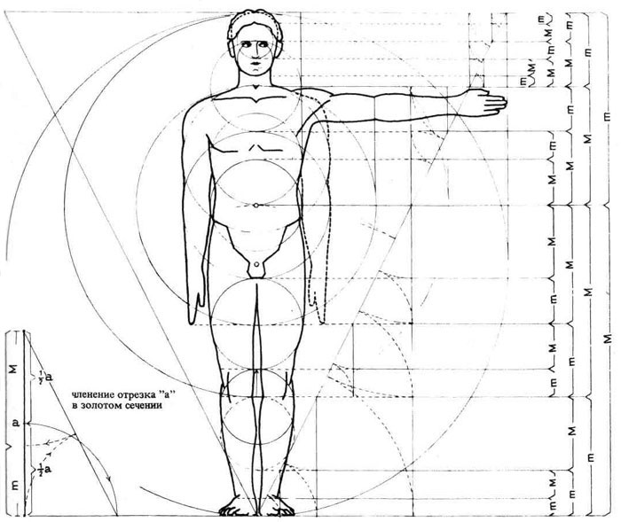 Пропорции человека (составлено на основе исследований А. Цейзинга)